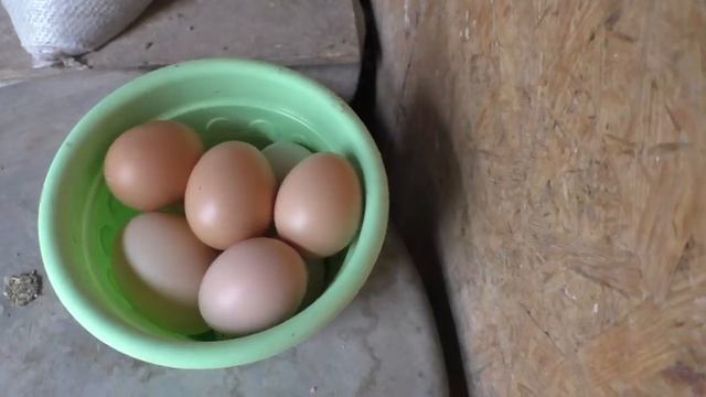 Чудо-бройлеры, дела житейские