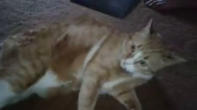Генеральная уборка кота