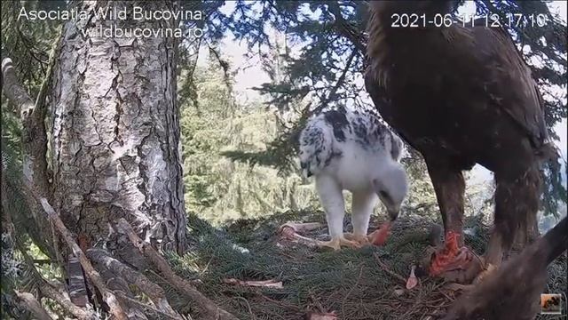 ~ Golden Eagle (Aquila chrysaetos) - Orły przednie - Rumunia - Kawał lisa na obiad ~