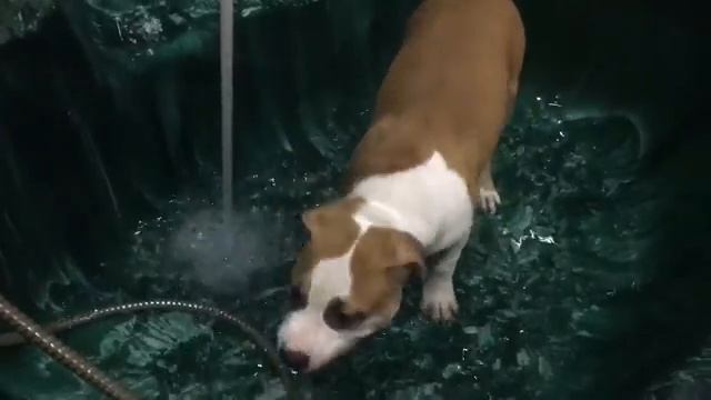 Игра с водой щенка амстаффа