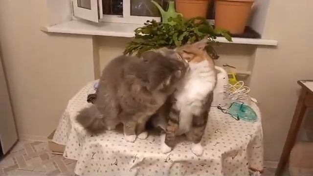 Любовь 💘 Морковь  🥕