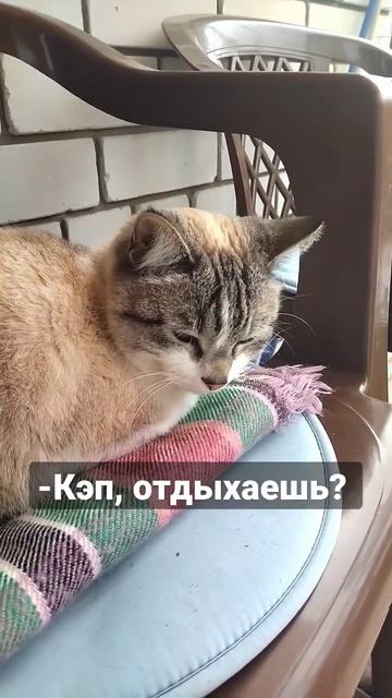Собака ревнует, я разговариваю с котом перед прогулкой с ней) #germanshepherd #dog #cat