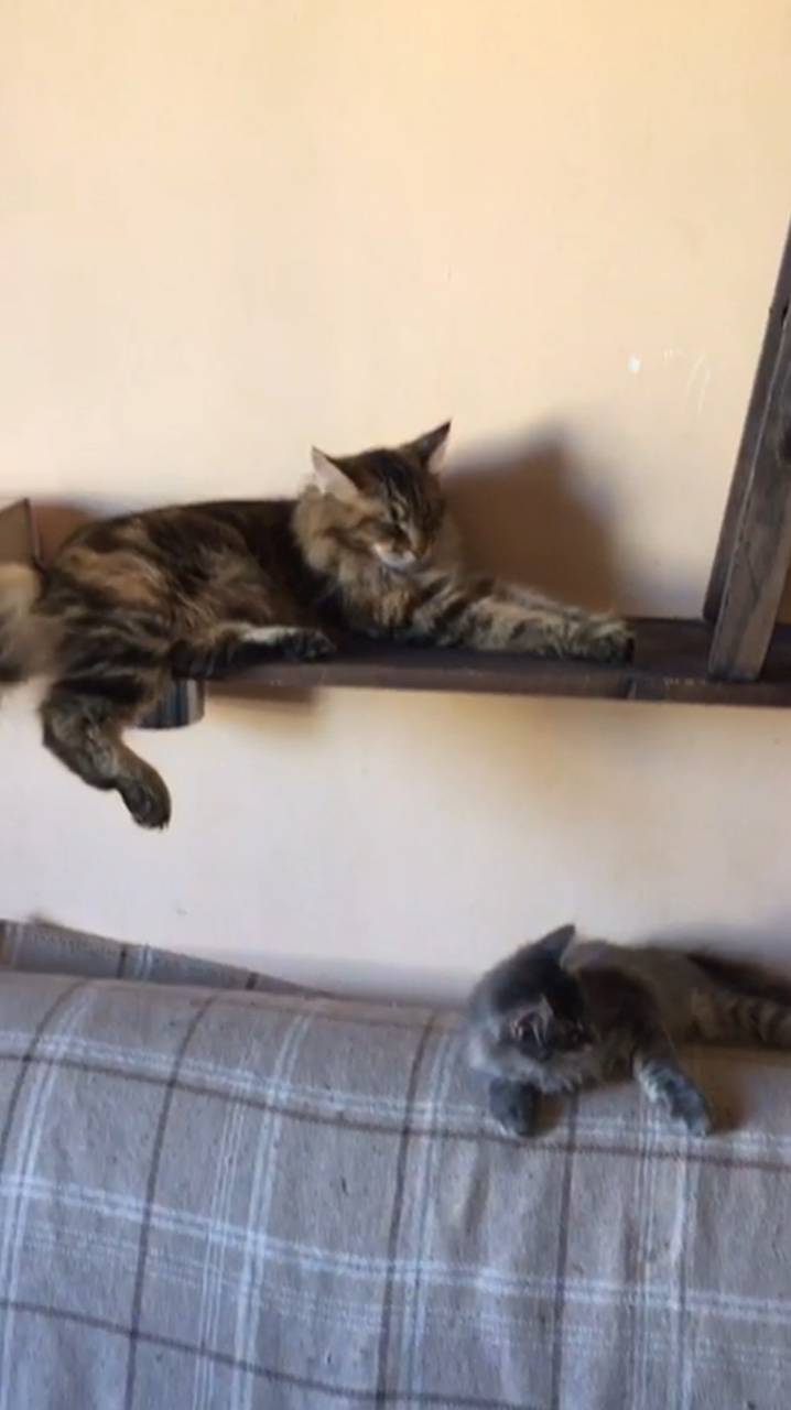 Курильские бобтейлы. Сон-час. #котики