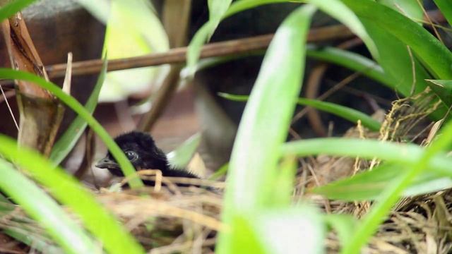 Slaty-legged Crake - HDV