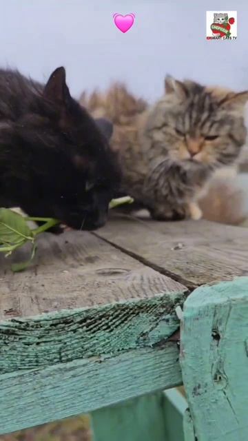 Ты меня прости за Любовь мою 🌞🌈😽💓🐈⬛