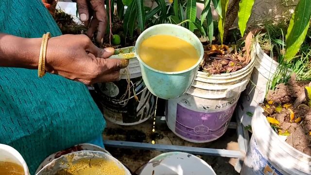 ഇതൊരു കപ്പ് മതി, കായ്ക്കാത്ത മാവും കായ്ക്കും | Tips & tricks for fruiting mango plant in container