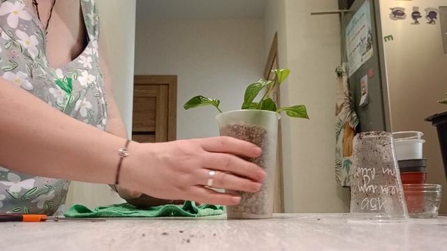 100 дней пересадки: эпипремнум себу грин и сансевиерия
