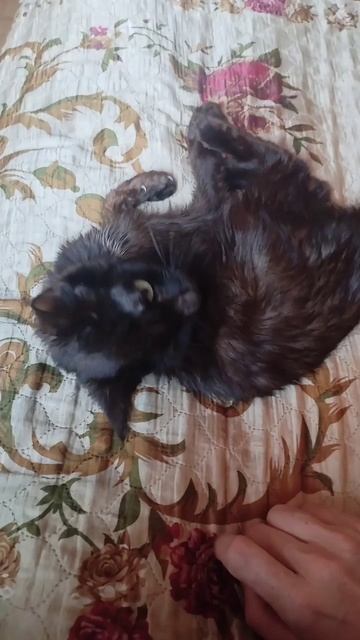 Кошка любит ласки.