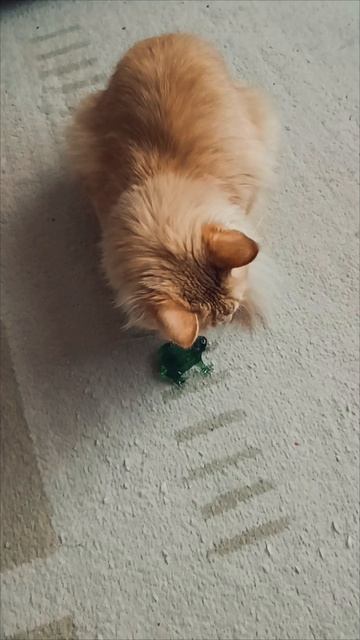 😸🐾🐸