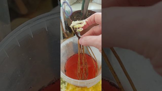 саженцы клематисов пришли в марте, что делаю..ГАЛИСАД, Череповец