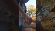 маринуем красную рыбу. самый быстрый рецепт.