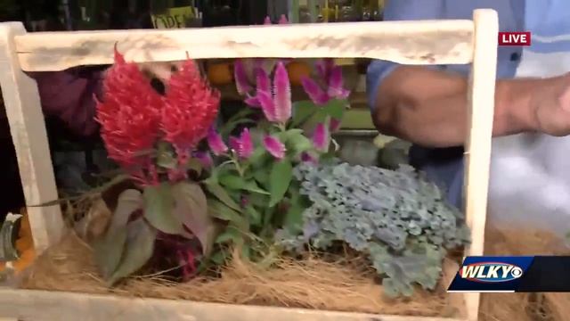 Petals garden shop shares fall planting tips
