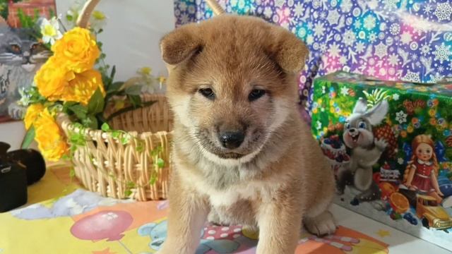 желтый ошейник 23.03.25
