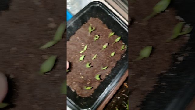 21 день от посева семян помидор и перца