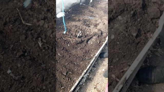 посадка редиски.
