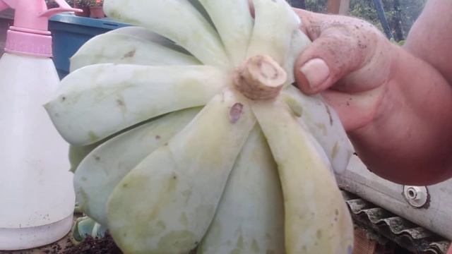 A importância de fazer a poda após comprar uma suculenta no mercado😱😱🥺🥺! confiram.