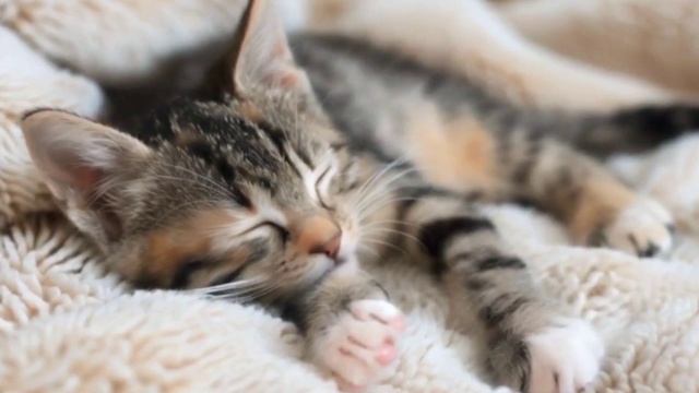 😻Расслабляющая музыка для сна, йоги и медитации. Сладко спящий котёнок. Успокоение нервной системы