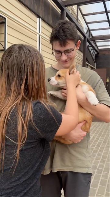 Лёва махнул хвостом и уехал домой 😊 #Щенки корги