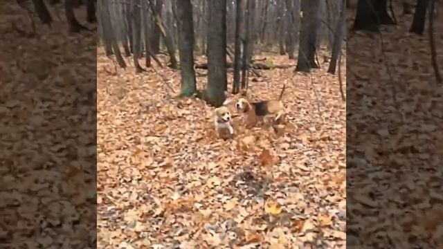 23.10.16 Дэви и Лука