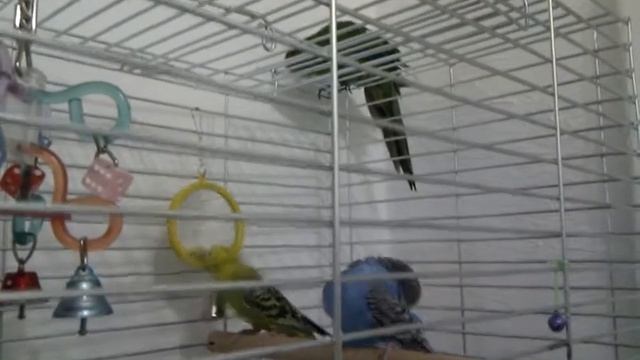 Оливка буянит