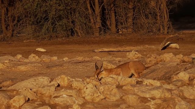 Kgalagadi Transfrontier Park - Caracal at Cubitje Quap Waterhole