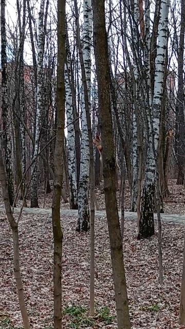 Белки в городе