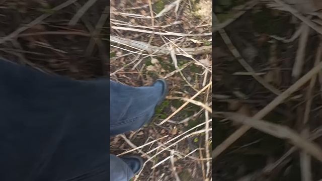Почему деревня круче города? пришли в мистический лес... смешно и жуть....