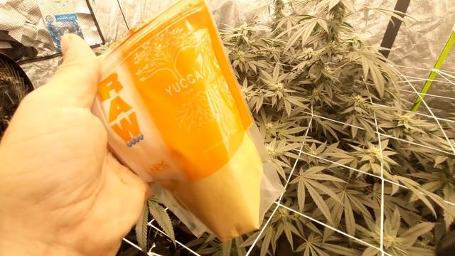 4x8 GROW TENT | WEEK 5 OF FLOWER! 🌼 WHAT I FEED IN FLOWER ( LINK TO SEEDS IN DESCRIPTION)