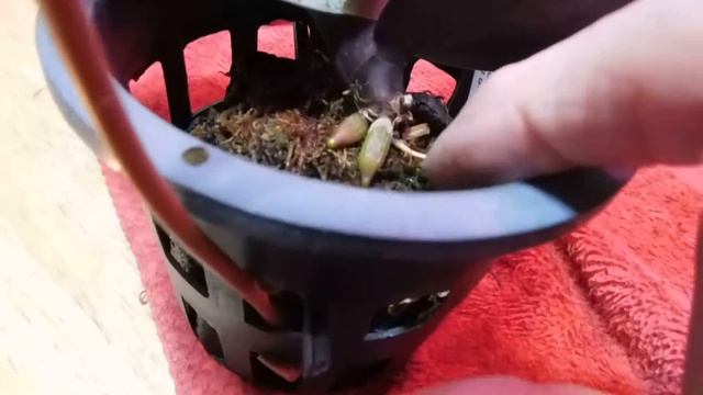 Blooms/buds/Brexit and its impact - No more orchids 😥