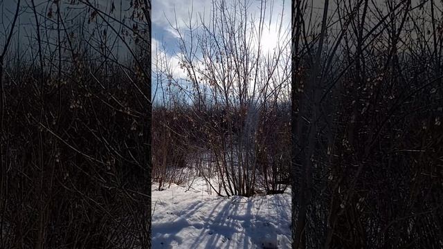 Аркуль, переулок Кооперативный, 23 марта