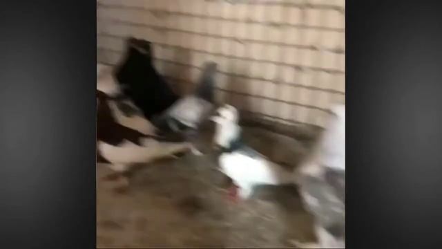 Wow Beautiful fancy pigeons compilation & Breeding pair activities