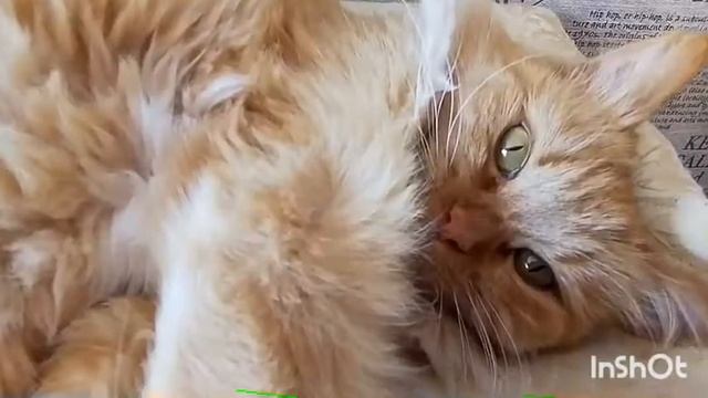 Озвучка Видео /учусь или балуюсь
