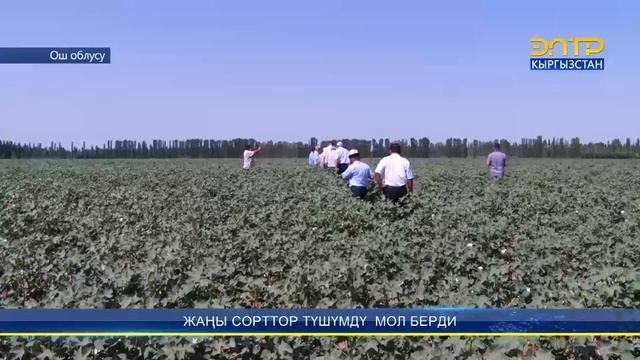 ӨЗБЕКСТАНДАН КЕЛГЕН БУУДАЙ ТОННАЛАП ТҮШҮМ БЕРДИ