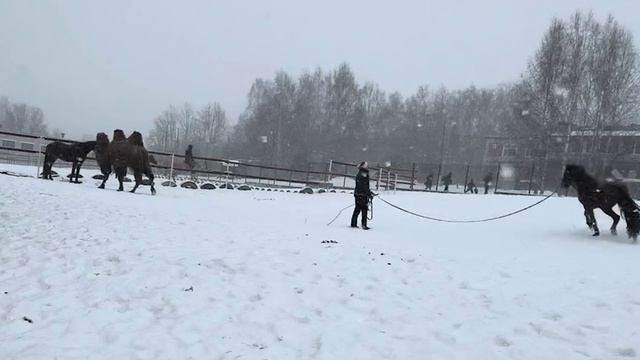 Онлайн ученики Horse Familу