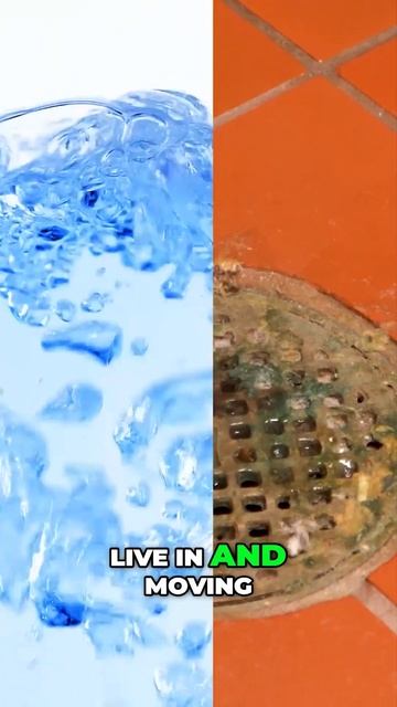 Will Boiling Water Get Rid of Drain Flies? #drainagesolutions