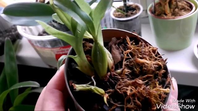 Обзор орхидей после з-ёх недельного отпуска.27.08.2017.