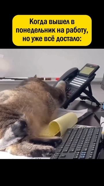 👉 ПОДПИШИСЬ - у нас весело 😁
