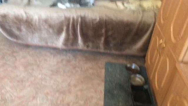Обычный день в приюте