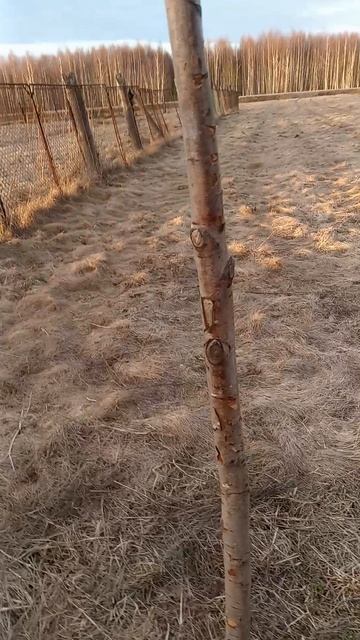 Типо эпичная битва