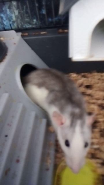 КРЫСКИ🐁🐁🐁