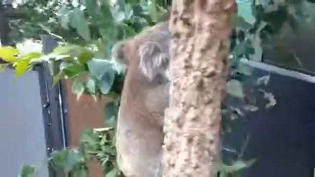 Darryl the Koala - 2
