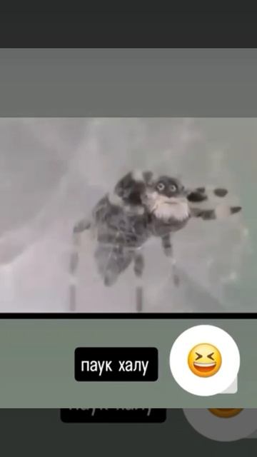 Дедушка-паук #shorts #funny