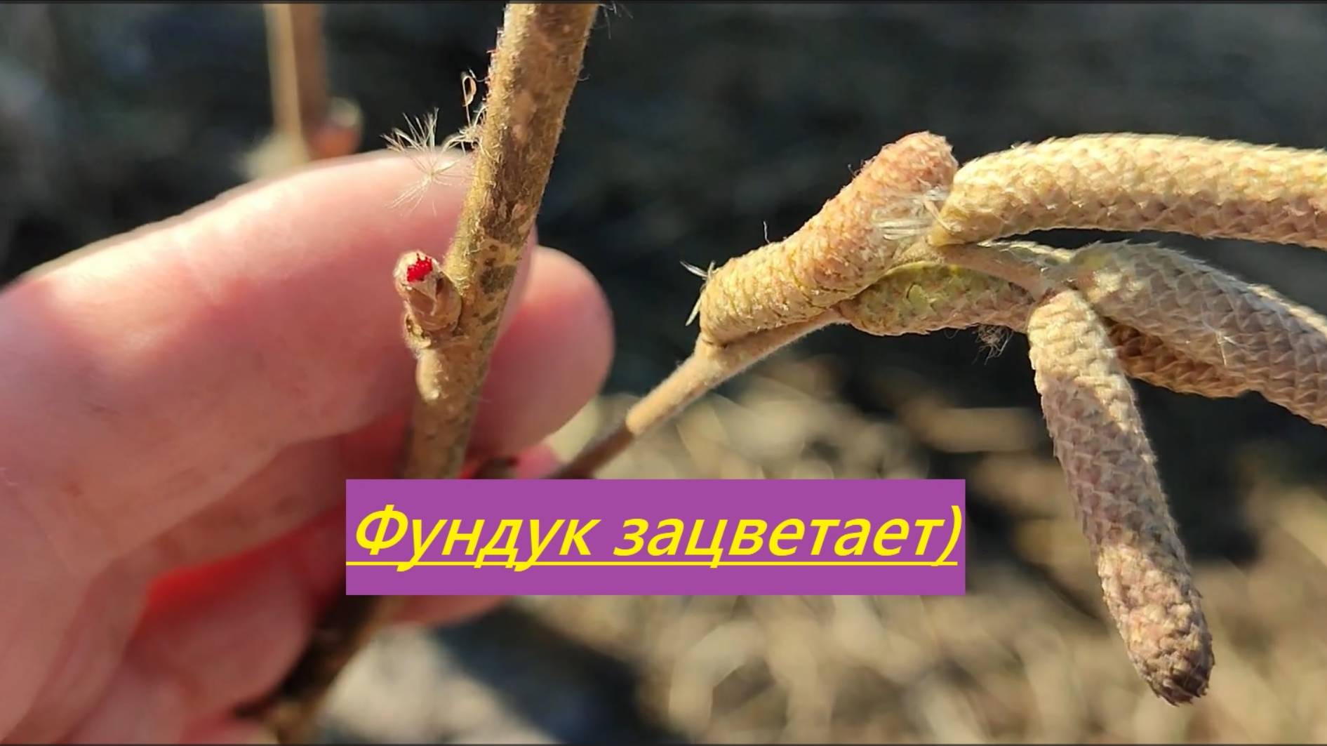 22.03.2025. Начало цветения ивантеевских фундуков в средней полосе (Татарстан)