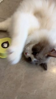 Animal Crack-Ups: Here we upload a cute and entertaining vdo for both adults and kids.