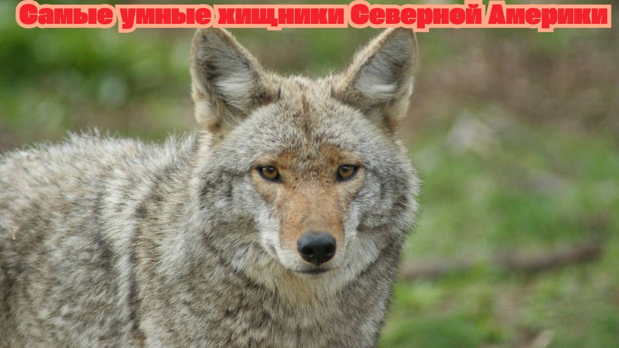Койоты: Самые умные хищники Северной Америки