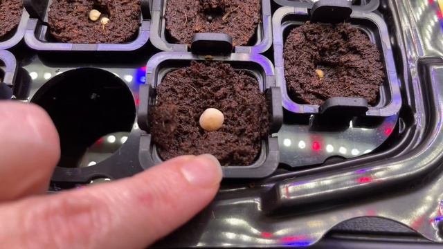Hydroponic Dwarf Plants: The Tiny Garden Revolution