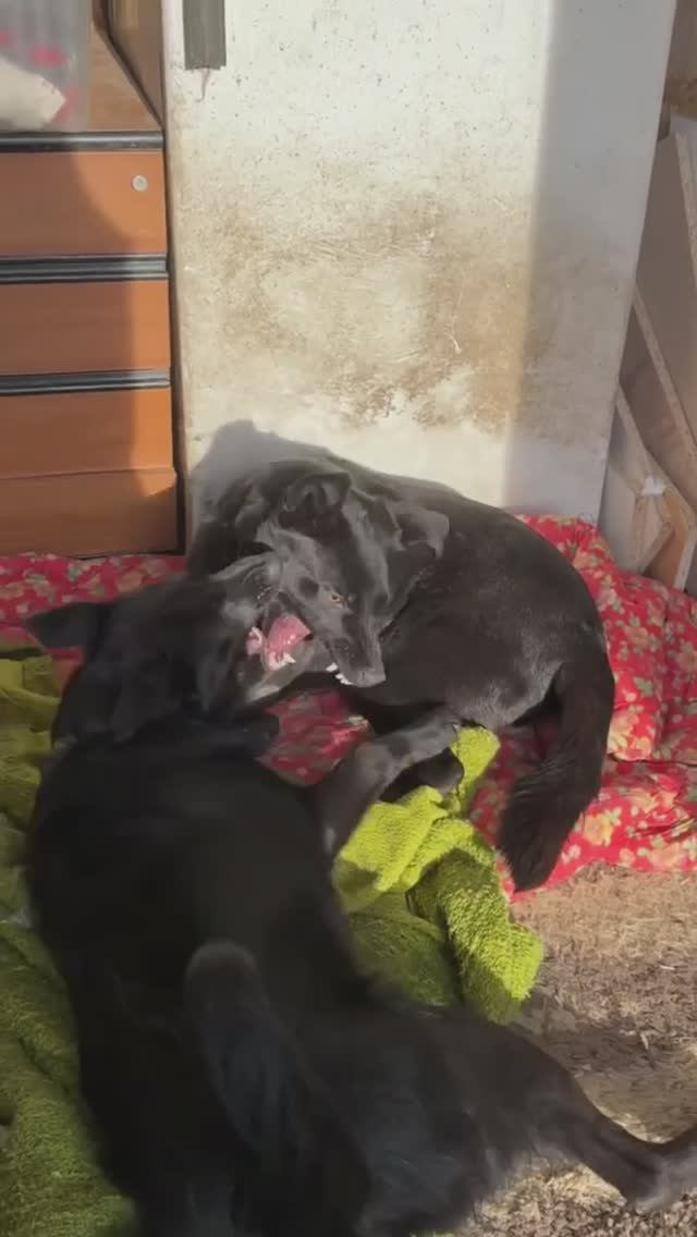 Нури и Маслинка