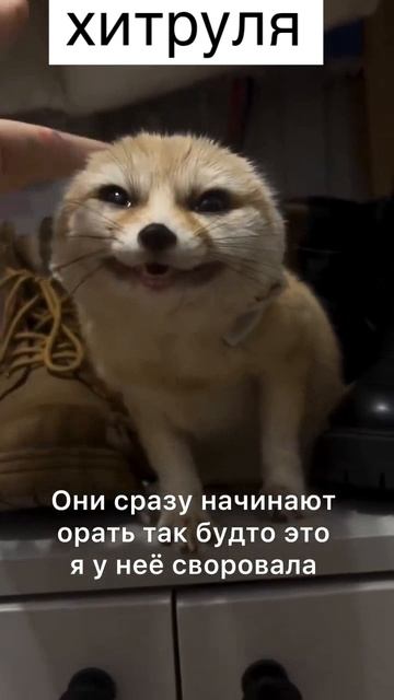 лиса хитруля
