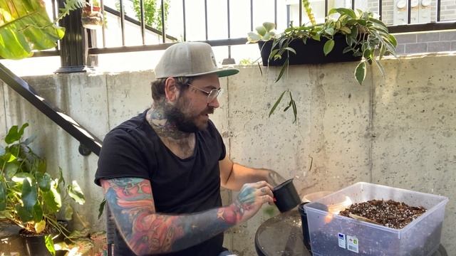 VLOG: Une journée rempotage + on fait des boutures! + Je vous présente ma serre intérieur!