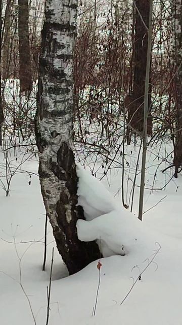 Под белым мартовским покрывалом.